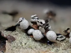 Diderma umbilicatum thumbnail 2