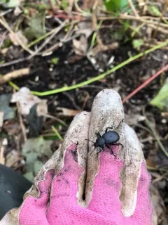 Eleodes constricta thumbnail 4