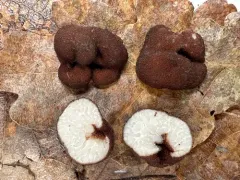 Balsamia setchellii thumbnail 2