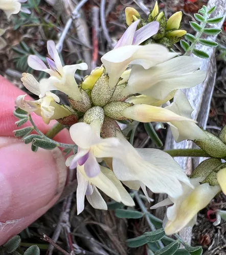 spiral-pod milk-vetch