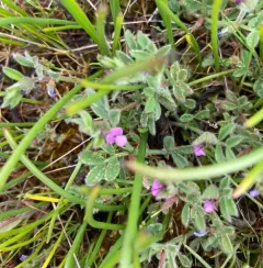spring vetch thumbnail 2