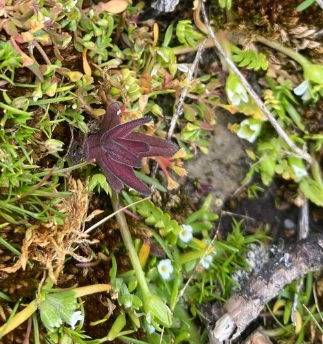 Victoria's Paintbrush