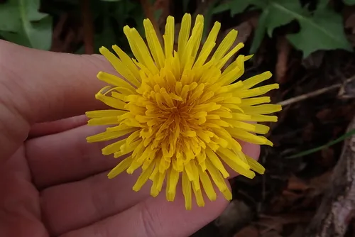 dense-bracted dandelion
