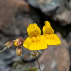 Small-leaf Monkeyflower thumbnail 4