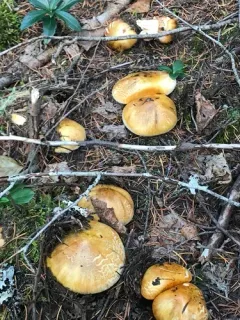 Fetid armillaria thumbnail 4
