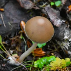 Tall Psathyrella thumbnail 4