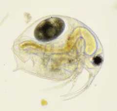 Elephant Water Flea thumbnail 4
