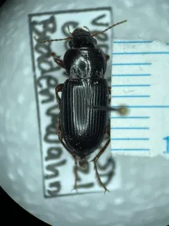 Amara carinata thumbnail 2