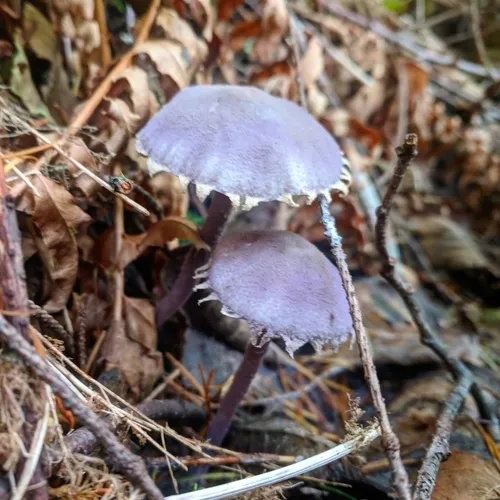 lilac dapperling