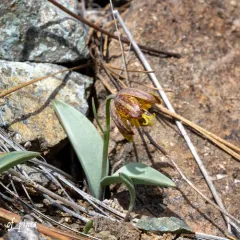 Siskiyou fritillary thumbnail 3