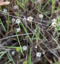 dot-seed plantain thumbnail 2