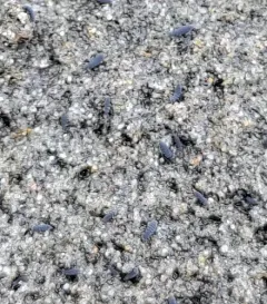 Seashore Springtail thumbnail 2