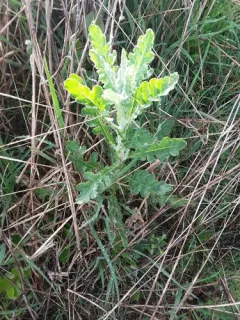 Cutleaf burnweed thumbnail 2