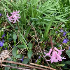 Hyacinth thumbnail 4