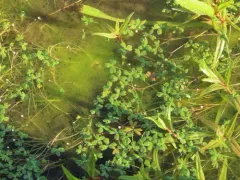 Lobb's aquatic buttercup thumbnail 2