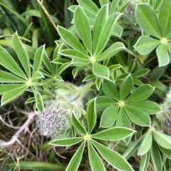 Seashore Lupine thumbnail 1
