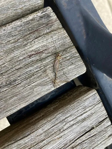 Spotted Cranefly