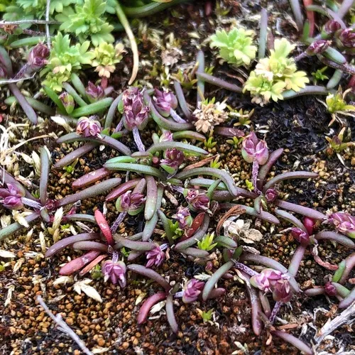 Coastal Plantain