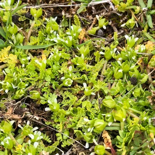 Macoun's Meadowfoam