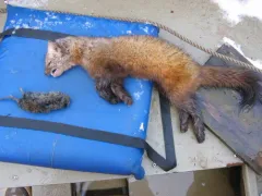 Long-tailed Vole thumbnail 3
