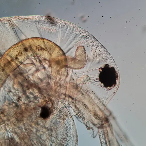 Daphnia pulicaria
