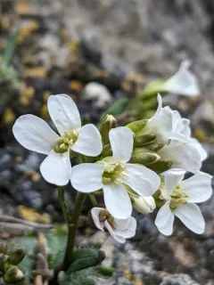 Nuttall's Rockcress thumbnail 3