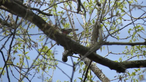 Painted Redstart