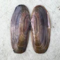 Pacific Razor Clam thumbnail 4