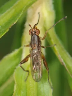 Sepedon armipes thumbnail 2