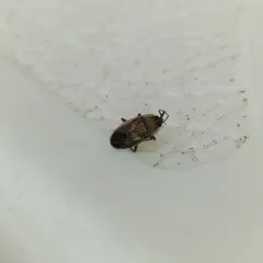 sand bug thumbnail 3