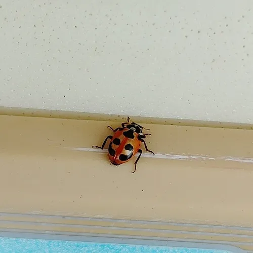 Parenthesis Lady Beetle