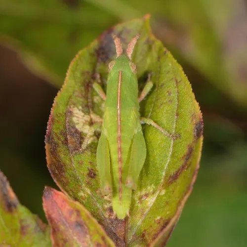 Green-striped Grasshopper