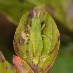 Green-striped Grasshopper thumbnail 1