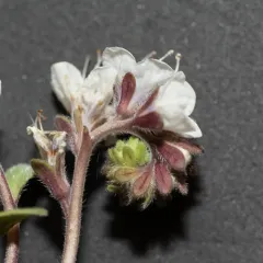 Spring Phacelia thumbnail 3
