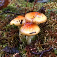 Larch Waxy Cap thumbnail 3