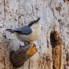 Pygmy Nuthatch thumbnail 3