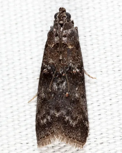 Tulsa finitella