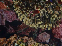 Distaplia smithi thumbnail 2