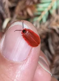Matheteus theveneti thumbnail 3