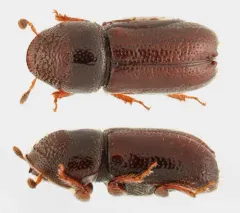 Pityophthorus cariniceps thumbnail 2