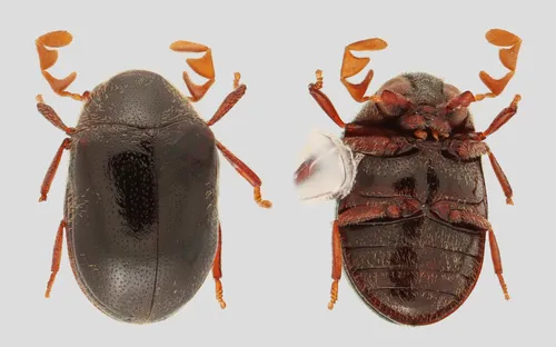 Dorcatoma setulosa
