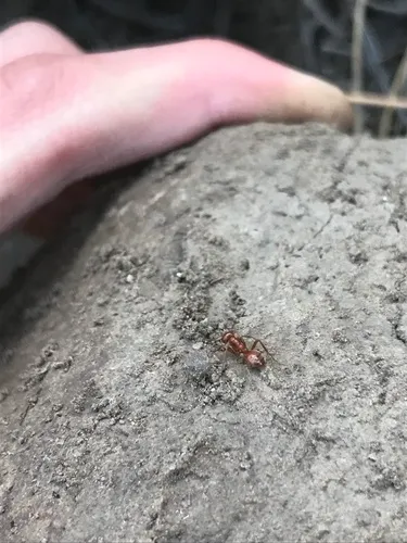 Western Amazon Ant