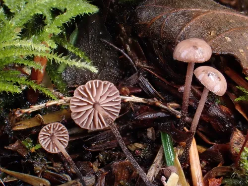 Paragymnopus sublaccatus