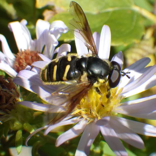 Oblique-banded Pond Fly