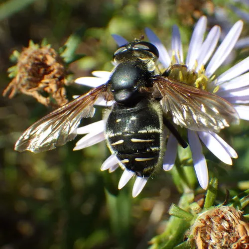 Narrow-banded Pond Fly