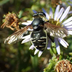 Narrow-banded Pond Fly thumbnail 1