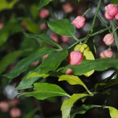 Spindle thumbnail 2
