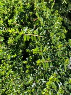 Boxleaf Honeysuckle thumbnail 3