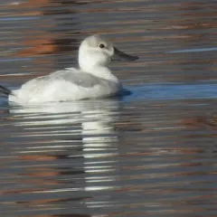 Ruddy Duck thumbnail 2