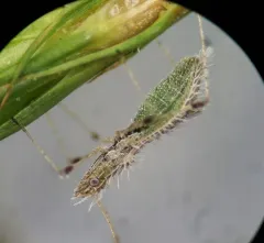 Hoplinus echinatus thumbnail 1
